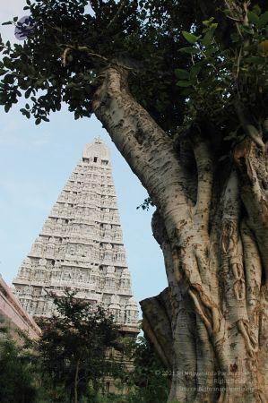 1989-GANESHA TiruvannamalaiTemple BanyanTreeGaneshaArea Nov2006 61-61.jpg