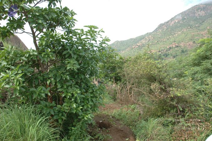 19890520 Photo 240 1 MYvApITgWFAQa7C0xB3zPQcZMVtBCTZ.jpg