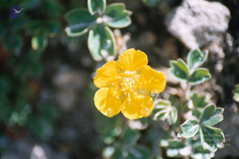 File:200406xx 9 gkvale-1AA002A CMP WM.jpg