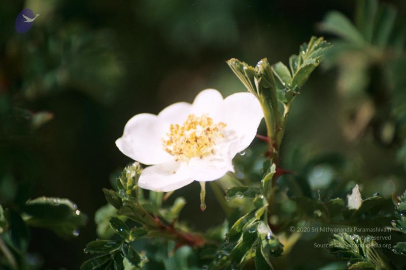 File:200406xx 9 gkvale-1AA004A CMP WM.jpg