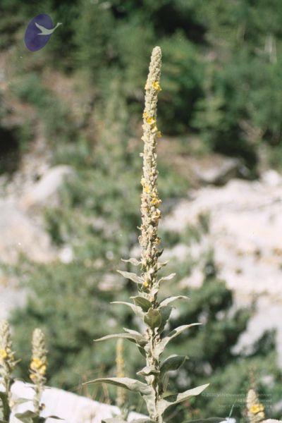 File:200406xx 9 gkvale-1AA005A CMP WM.jpg