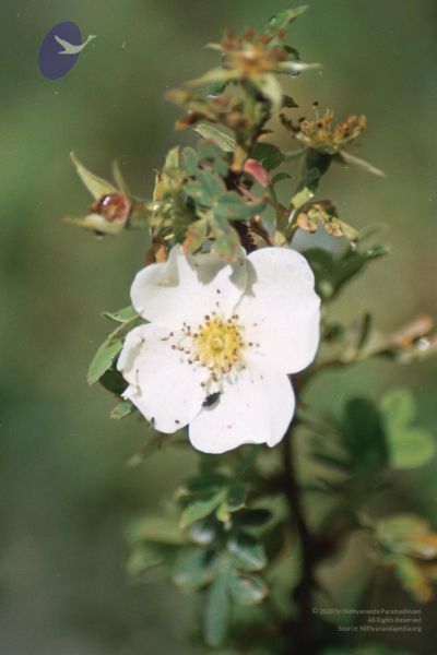 File:200406xx 9 gkvale-1AA006A CMP WM.jpg