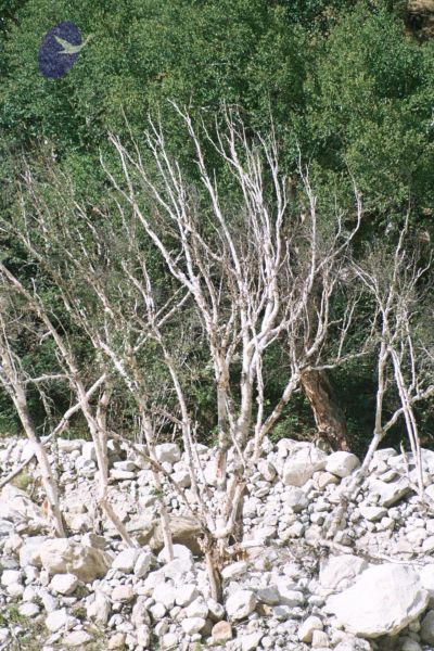 File:200406xx 9 gkvale-1AA011A CMP WM.jpg