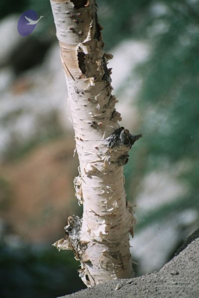 File:200406xx 9 gkvale-1AA014A CMP WM.jpg