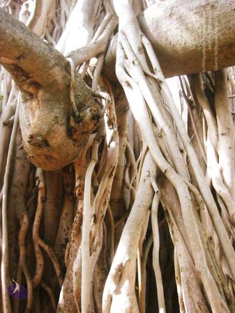 20040702 Photo 216 1uOCW6cbpjUY9DrMXziqbnYNI5hi8EtAG.jpg