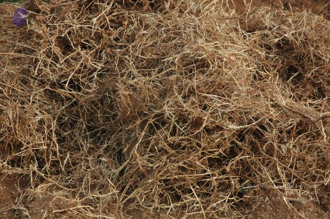 20060905 Photo 1008 1FB6VjBKgWtfvAm9jOybeQ8BQ-wH8bRxS.JPG