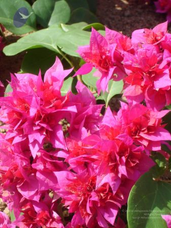 20060923 Photo 1350 1lmrbaXDl kqERrRNFRKUNCxO523lRquF.JPG