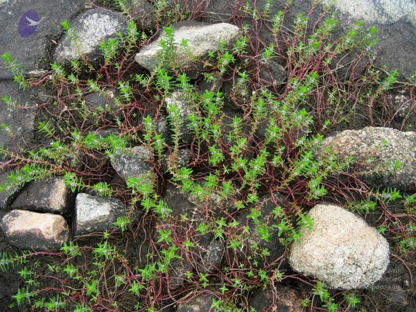 20061001 Photo 1141 1M3xxkwYzN4eg4MrKSvZf FQvNfHImJFT.JPG