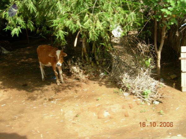 20061016 Photo 1048 1hFmGjJbhYdq3QNzm6Zfw3ILduHAZa5H3.JPG