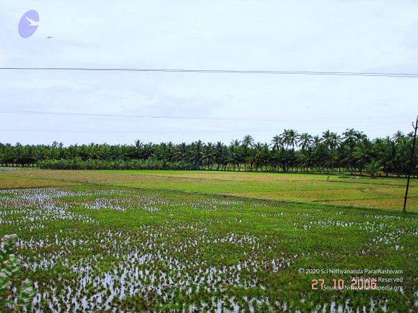 20061026th-27th Kodikannyatra Photo 147 1XSVLQHNwAusq5dvlefOzOZXyDPjK31q .jpg