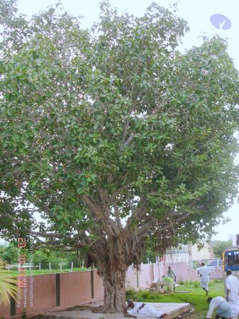 200610 Manappari KodikannYatra Photo 50 1Ok963tJV0E3Ts8cBRIuvHF2-qT9E 75e.jpg