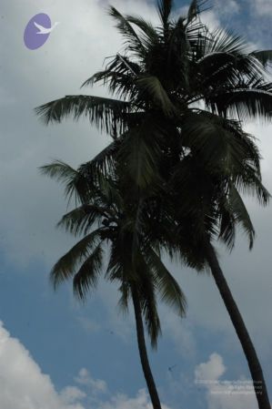 20061109 Photo 1150 1xWHA RJ3mQ6PB1Wd9GYyZ6C7YOE77j1o.JPG