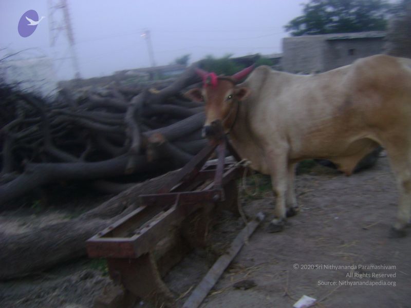 File:2006 DSC01760 CMP WM.jpg