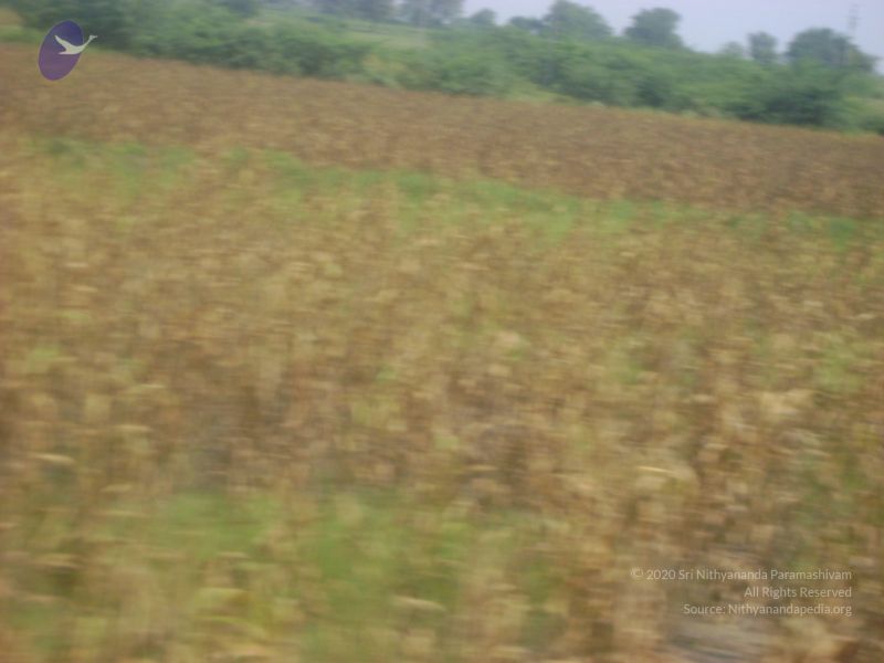 File:2006 DSC01786 CMP WM.jpg
