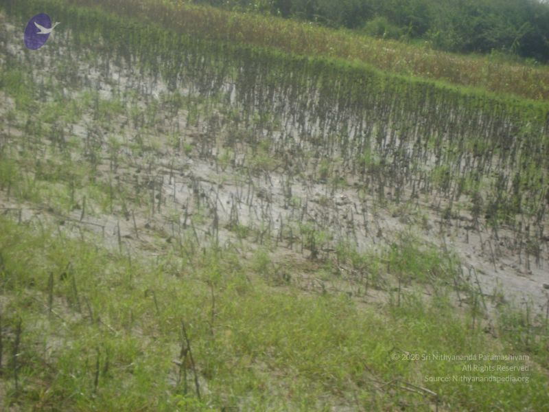 File:2006 DSC01801 CMP WM.jpg