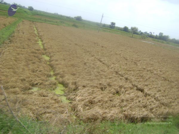 2006 DSC01909 CMP WM.jpg