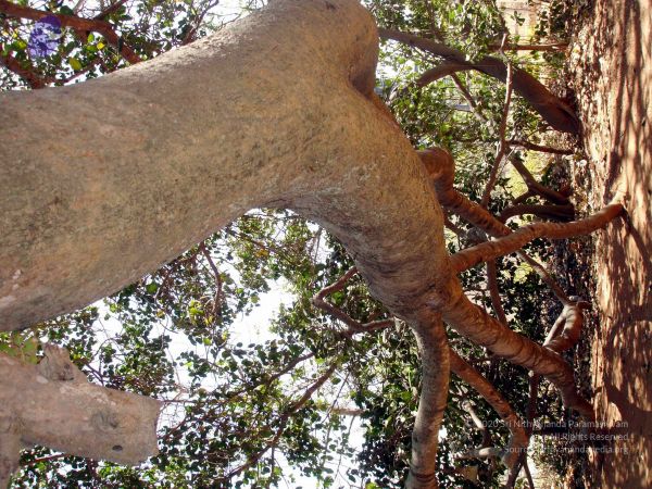 20070205 DSC01513 CMP WM.jpg