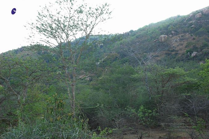 20070509 NUCourses Traditional Udal Kattumurthi 6705.jpg