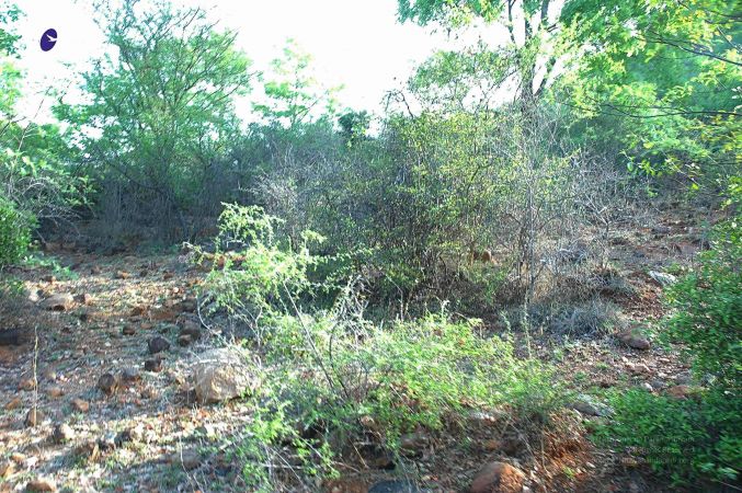 20070509 NUCourses Traditional Udal Kattumurthi 6730.jpg