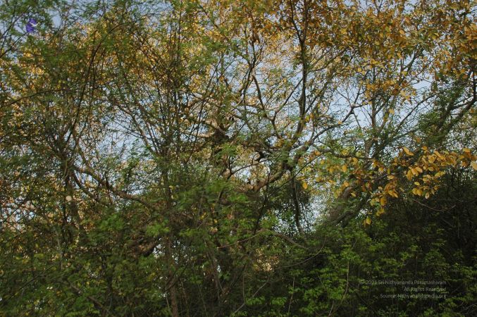 20070509 NUCourses Traditional Udal Kattumurthi 6750.jpg