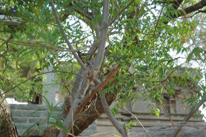 20070509 NUCourses Traditional Udal Kattumurthi 6755.jpg