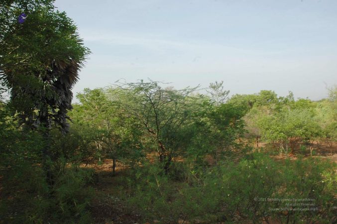 20070509 NUCourses Traditional Udal Kattumurthi 6787.jpg