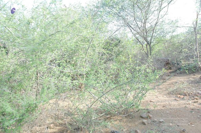 20070509 NUCourses Traditional Udal Kattumurthi 6808.jpg