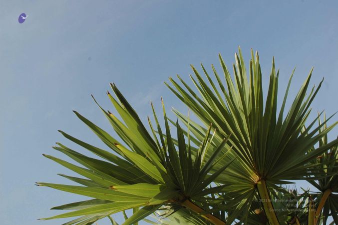 20070509 NUCourses Traditional Udal Kattumurthi 6855.jpg