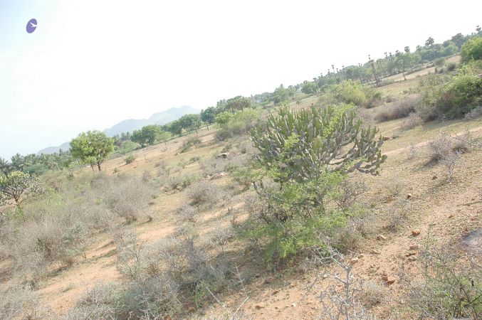 20070509 NUCourses Traditional Udal Kattumurthi 6929.jpg