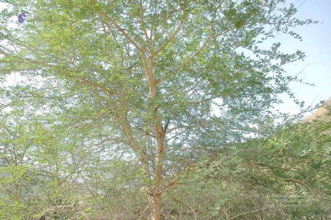 20070509 NUCourses Traditional Udal Kattumurthi 6935.jpg