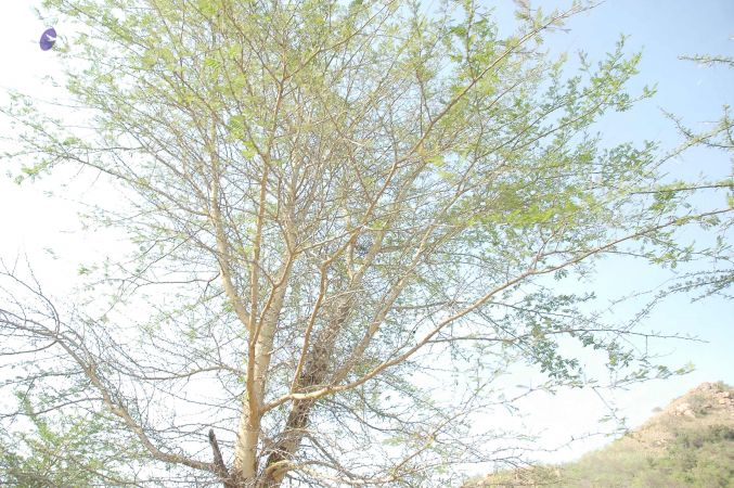 20070509 NUCourses Traditional Udal Kattumurthi 6948.jpg