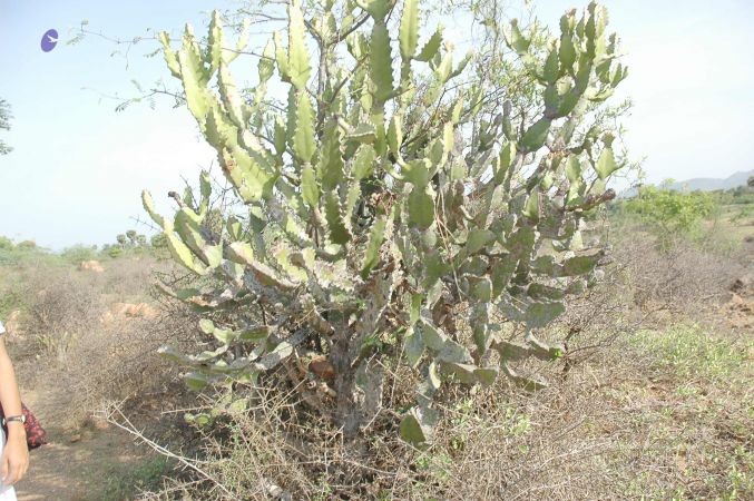 20070509 NUCourses Traditional Udal Kattumurthi 6955.jpg