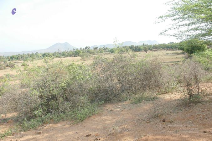 20070509 NUCourses Traditional Udal Kattumurthi 6988.jpg