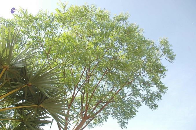 20070509 NUCourses Traditional Udal Kattumurthi 7013.jpg