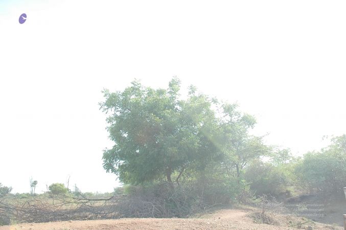 20070509 NUCourses Traditional Udal Kattumurthi 7014.jpg