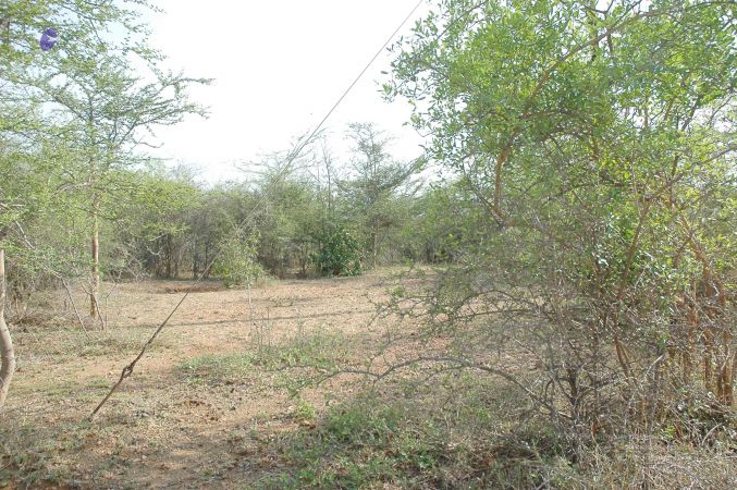 20070509 NUCourses Traditional Udal Kattumurthi 7032.jpg