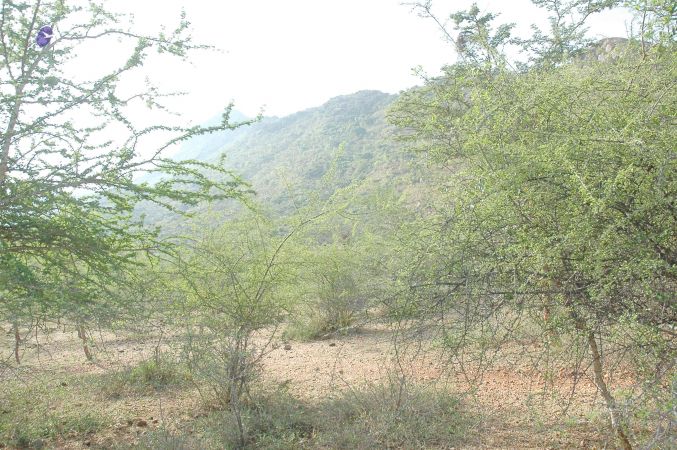 20070509 NUCourses Traditional Udal Kattumurthi 7034.jpg