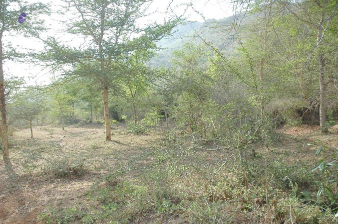 20070509 NUCourses Traditional Udal Kattumurthi 7069.jpg