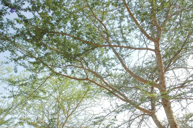 20070509 NUCourses Traditional Udal Kattumurthi 7070.jpg