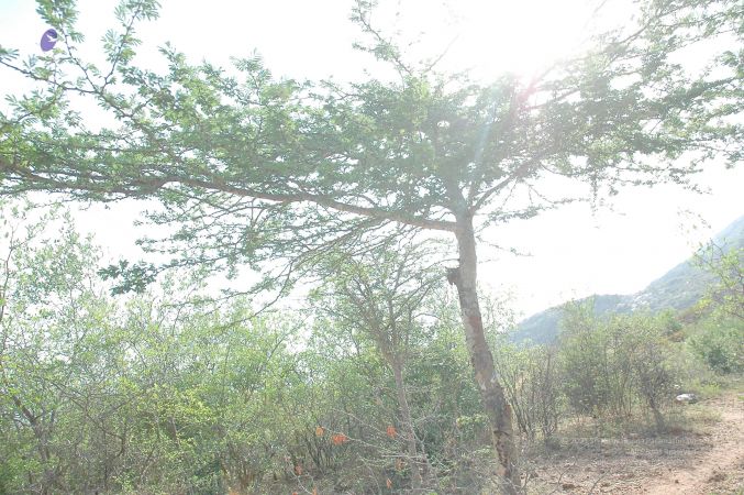 20070509 NUCourses Traditional Udal Kattumurthi 7086.jpg