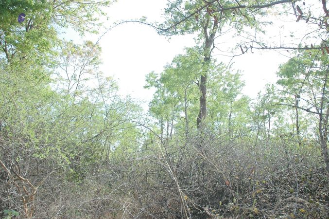 20070509 NUCourses Traditional Udal Kattumurthi 7154.jpg