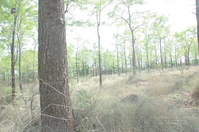 20070509 NUCourses Traditional Udal Kattumurthi 7167.jpg