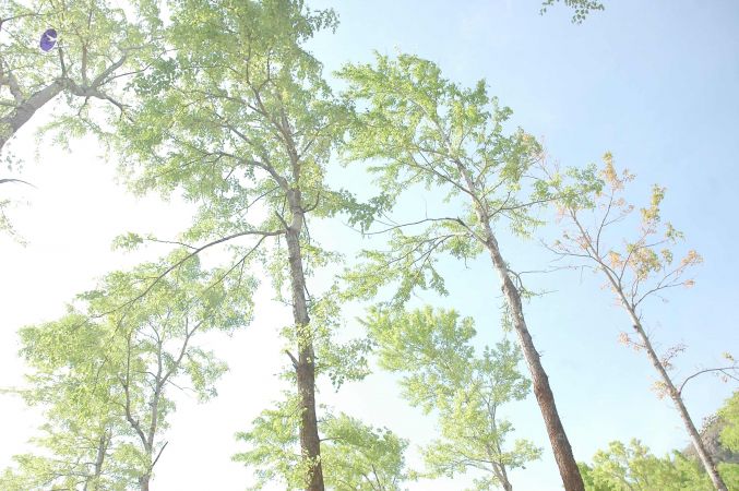 20070509 NUCourses Traditional Udal Kattumurthi 7176.jpg