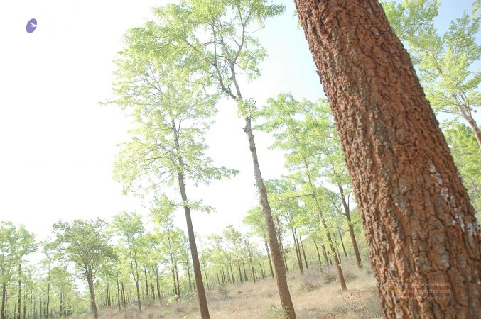 20070509 NUCourses Traditional Udal Kattumurthi 7178.jpg