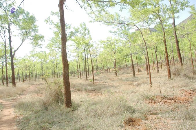 20070509 NUCourses Traditional Udal Kattumurthi 7189.jpg