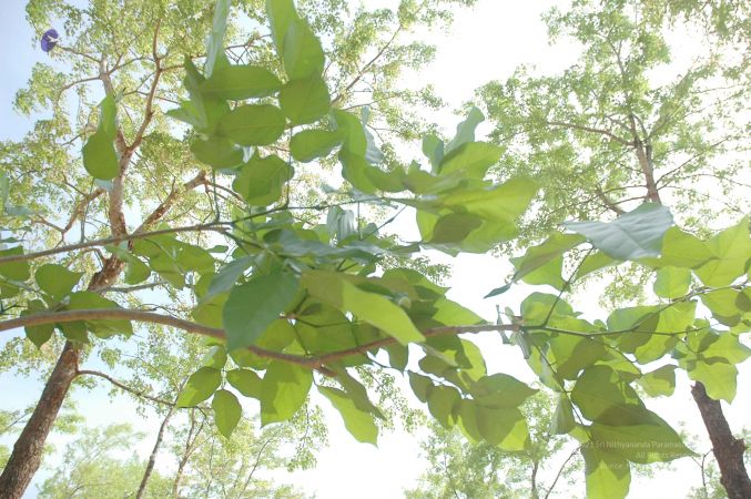 20070509 NUCourses Traditional Udal Kattumurthi 7276.jpg