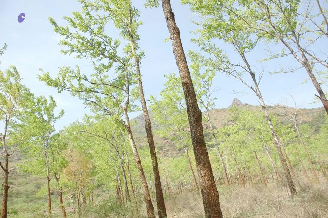 20070509 NUCourses Traditional Udal Kattumurthi 7304.jpg