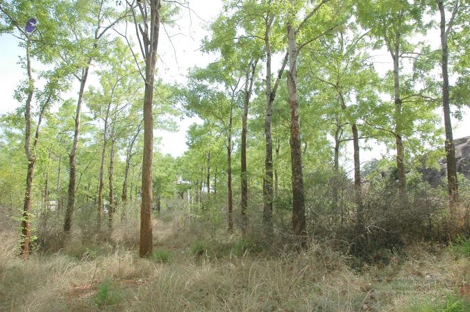 20070509 NUCourses Traditional Udal Kattumurthi 7307.jpg