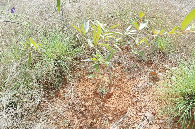 20070509 NUCourses Traditional Udal Kattumurthi 7319.jpg