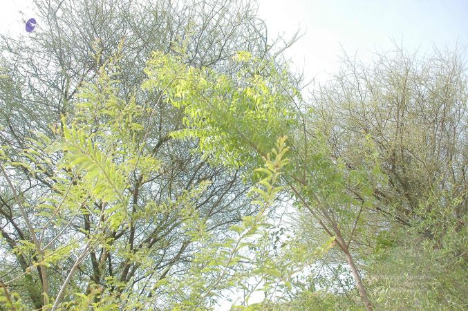 20070509 NUCourses Traditional Udal Kattumurthi 7349.jpg